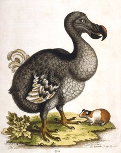Dodo en cavia
