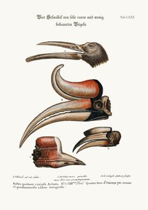 Vier merkwaardige snavels van vogels die weinig bekend zijn, 1749-73