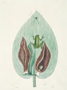 Grote en kleine kolibries uit Suriname door George Edwards