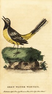 Gele kwikstaart, Motacilla cinerea, 1800 (gravure) door George Edwards