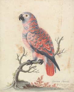 Guinea-papegaai door George Edwards