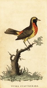 Guira tangara, Hemithraupis guira