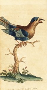Indische scharrelaar, Coracias benghalensis door George Edwards
