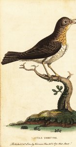 Kleine lijster, Turdus minor, 1800 (gravure)