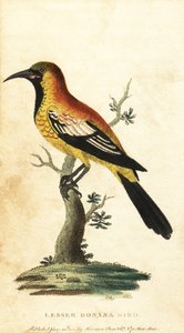 Oriole merel, Gymnomystax mexicanus