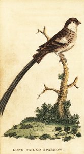 Pintail widavink, Vidua macroura