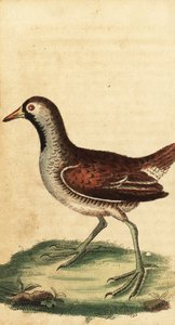 Sora, Porzana carolina.,1800