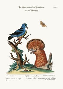 De zwart-blauwe kruiper en de hop hen, 1749-73