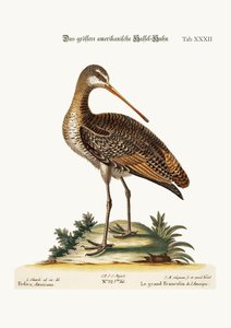 De Grote Amerikaanse Godwit