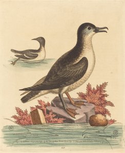 De Zeekoet en de Papegaaiduiker van het Eiland Man door George Edwards