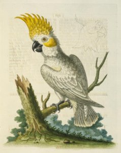 De Kleine Witte Kaketoe met een Gele Kuif