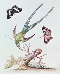 De langstaartkolibrie, 1742 door George Edwards