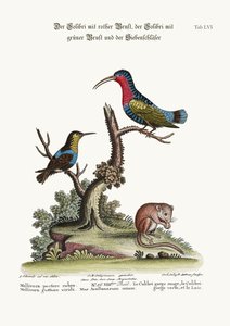 De Roodborstkolibrie, de Groenthroated Kolibrie, en de Slaapmuis, 1749-73