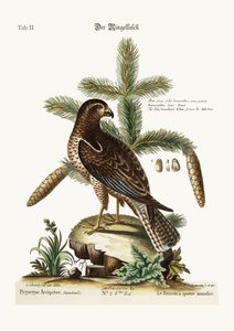De ringstaartbuizerd, 1749-73