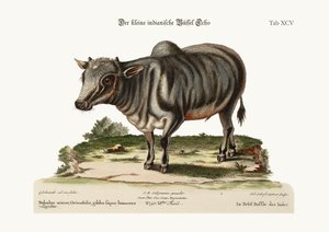 De kleine Indiase buffel, 1749-73