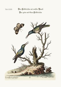 De witbuikige kolibrie. De groene en blauwe kolibrie, 1749-73