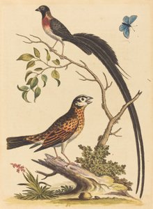Twee Vogels, Een met Zeer Lange Staartveren, en Blauwe Vlinder door George Edwards