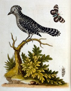 Aquarelillustratie uit een boek met zeldzame vogels van G Edwards 1750. George Edwards (1694-1773) was een Britse naturalist en ornitholoog. Hij reisde veel door Europa en bestudeerde de natuurlijke historie en vogels in het bijzonder. Hij kreeg enige erke