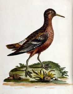 Aquarelillustratie uit een boek met zeldzame vogels van G Edwards 1750. George Edwards (1694-1773) was een Britse naturalist en ornitholoog. Hij reisde veel door Europa en bestudeerde de natuurlijke historie en vogels in het bijzonder. Hij kreeg enige erke