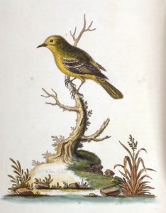 Aquarelillustratie uit een boek met zeldzame vogels van G Edwards 1750. George Edwards (1694-1773) was een Britse naturalist en ornitholoog. Hij reisde veel door Europa en bestudeerde de natuurlijke historie en vogels in het bijzonder. Hij kreeg enige erke