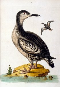 Aquarelillustratie uit een boek met zeldzame vogels van G Edwards 1750. George Edwards (1694-1773) was een Britse naturalist en ornitholoog. Hij reisde veel door Europa en bestudeerde de natuurlijke historie en vogels in het bijzonder. Hij kreeg enige erke