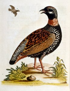 Aquarelillustratie uit een boek met zeldzame vogels van G Edwards 1750. George Edwards (1694-1773) was een Britse naturalist en ornitholoog. Hij reisde veel door Europa en bestudeerde de natuurlijke historie en vogels in het bijzonder. Hij kreeg enige erke