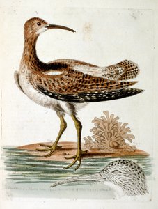 Aquarelillustratie uit een boek met zeldzame vogels van G Edwards 1750. George Edwards (1694-1773) was een Britse naturalist en ornitholoog. Hij reisde veel door Europa en bestudeerde de natuurlijke historie en vogels in het bijzonder. Hij kreeg enige erke