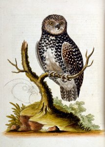 Aquarelillustratie uit een boek met zeldzame vogels van G Edwards 1750. George Edwards (1694-1773) was een Britse naturalist en ornitholoog. Hij reisde veel door Europa en bestudeerde de natuurlijke historie en vogels in het bijzonder. Hij kreeg enige erke