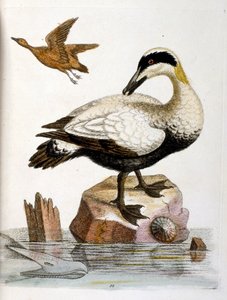 Aquarelillustratie uit een boek met zeldzame vogels van G Edwards 1750. George Edwards (1694-1773) was een Britse naturalist en ornitholoog. Hij reisde veel door Europa en bestudeerde de natuurlijke historie en vogels in het bijzonder. Hij kreeg enige erke
