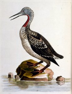 Aquarelillustratie uit een boek met zeldzame vogels van G Edwards 1750. George Edwards (1694-1773) was een Britse naturalist en ornitholoog. Hij reisde veel door Europa en bestudeerde de natuurlijke historie en vogels in het bijzonder. Hij kreeg enige erke