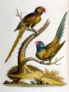Aquarelillustratie uit een boek met zeldzame vogels van G Edwards 1750. George Edwards (1694-1773) was een Britse naturalist en ornitholoog. Hij reisde veel door Europa en bestudeerde de natuurlijke historie en vogels in het bijzonder. Hij kreeg enige erke