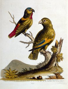 Aquarelillustratie uit een boek met zeldzame vogels van G Edwards 1750. George Edwards (1694-1773) was een Britse naturalist en ornitholoog. Hij reisde veel door Europa en bestudeerde de natuurlijke historie en vogels in het bijzonder. Hij kreeg enige erke