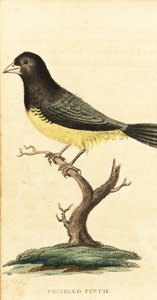 Geelbuik zaadeter, Sporophila nigricollis