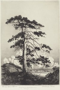 Wachterspijnboom