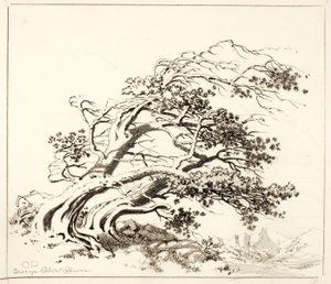 Schets voor Pijnbomen in de wind, Estes Park door George Elbert Burr