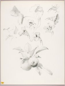 Zonder titel (Botanische studie)
