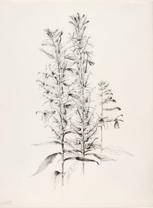 Zonder titel (Kardinaalsbloem, Lobelia Cardinalis) door George Elbert Burr
