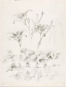 Zonder titel (Lelies en grondlelie) (Glecoma Hederacea)