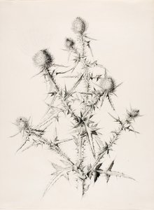 Zonder titel (Distel) door George Elbert Burr
