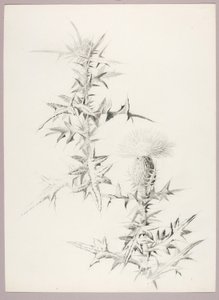 Zonder titel (Distel)