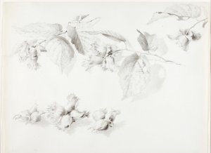 Zonder titel (wilde hazelnoot, Corylus Americana) door George Elbert Burr