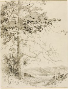 Zonder titel (transfer tekening voor Old Pine, Estes Park)