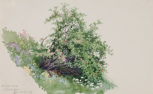 Wilde roos, Wassen, 1898