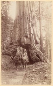 Wawona. toont stadium in de boom (diameter, 30 voet). Mariposa-woud. door George Fiske