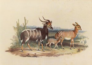 De Nyala