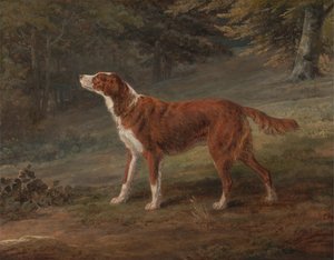 Ranger, een setter, eigendom van Elizabeth Gray