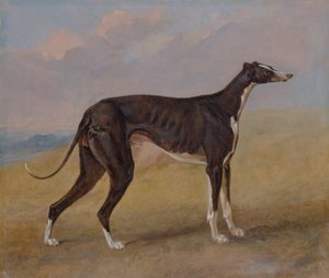 Turk, een windhond, eigendom van George Lane Fox