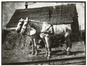 Paarden aan de Cruquiusweg door George Hendrik Breitner