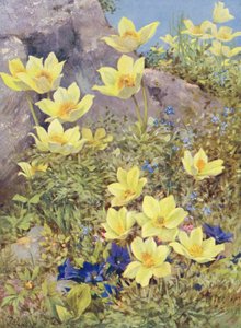 Anemone sulphurea en Gentiana excisa direct in het veld geschilderd eind mei door George Jackson Flemwell