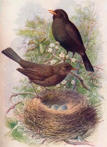 Merel - Turdus merula door George James Rankin